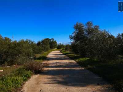 Ci incamminiamo cos� su un sentiero asfaltato che percorre tutta l�area. Ci circondano ulivi, ma anche mandorli, carrubi, biancospini, viburni...